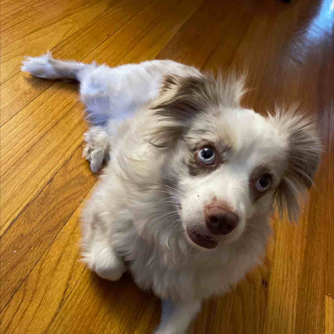 A picture of Casey, a 5 years 8 months old Other dog.