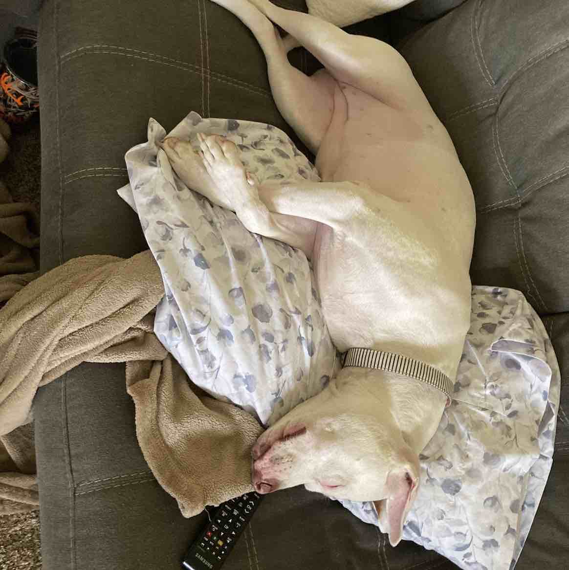 A picture of Sue Que, a 11 years old Other dog.