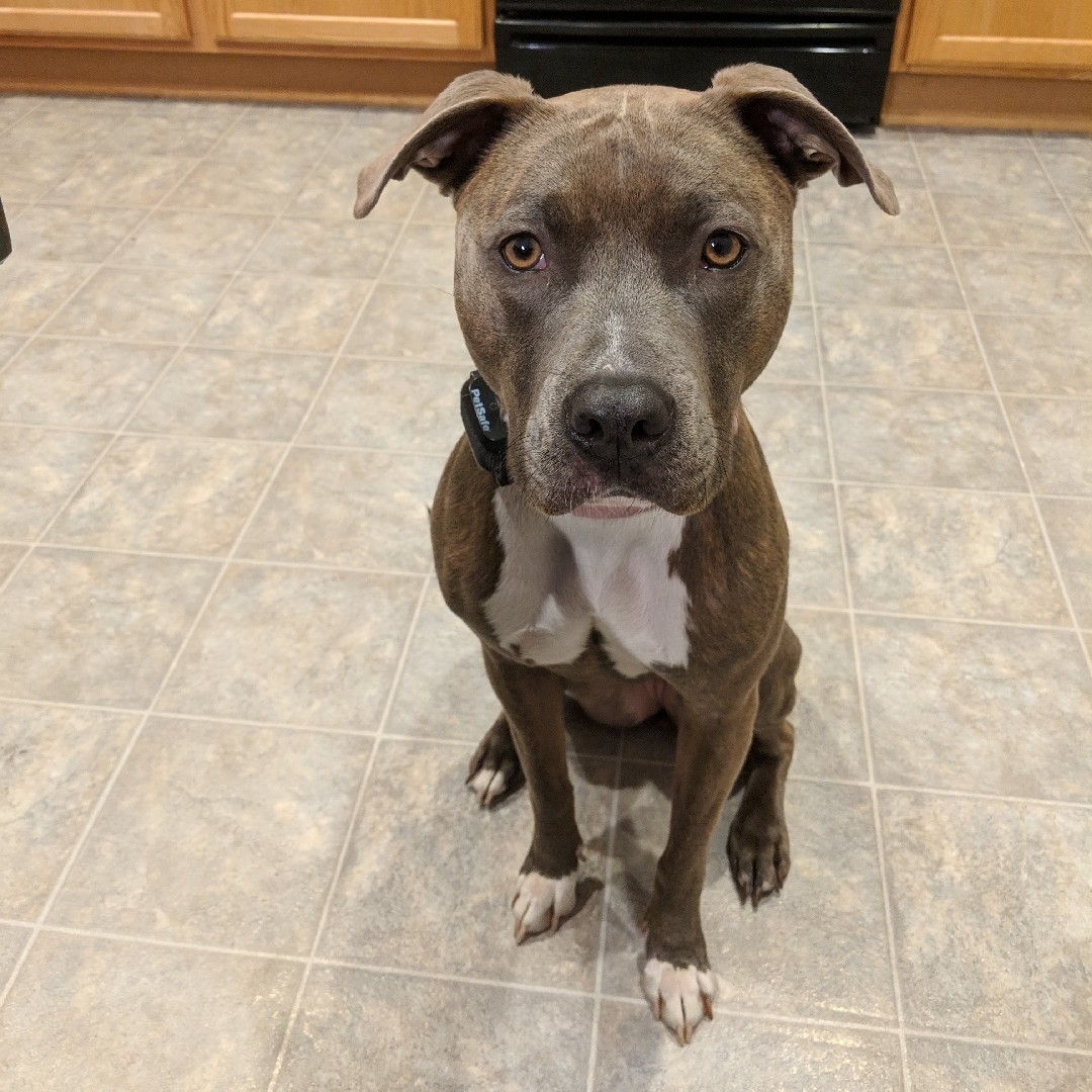 A picture of Stella, a 10 years 11 months old American Pit Bull Terrier Mix dog.