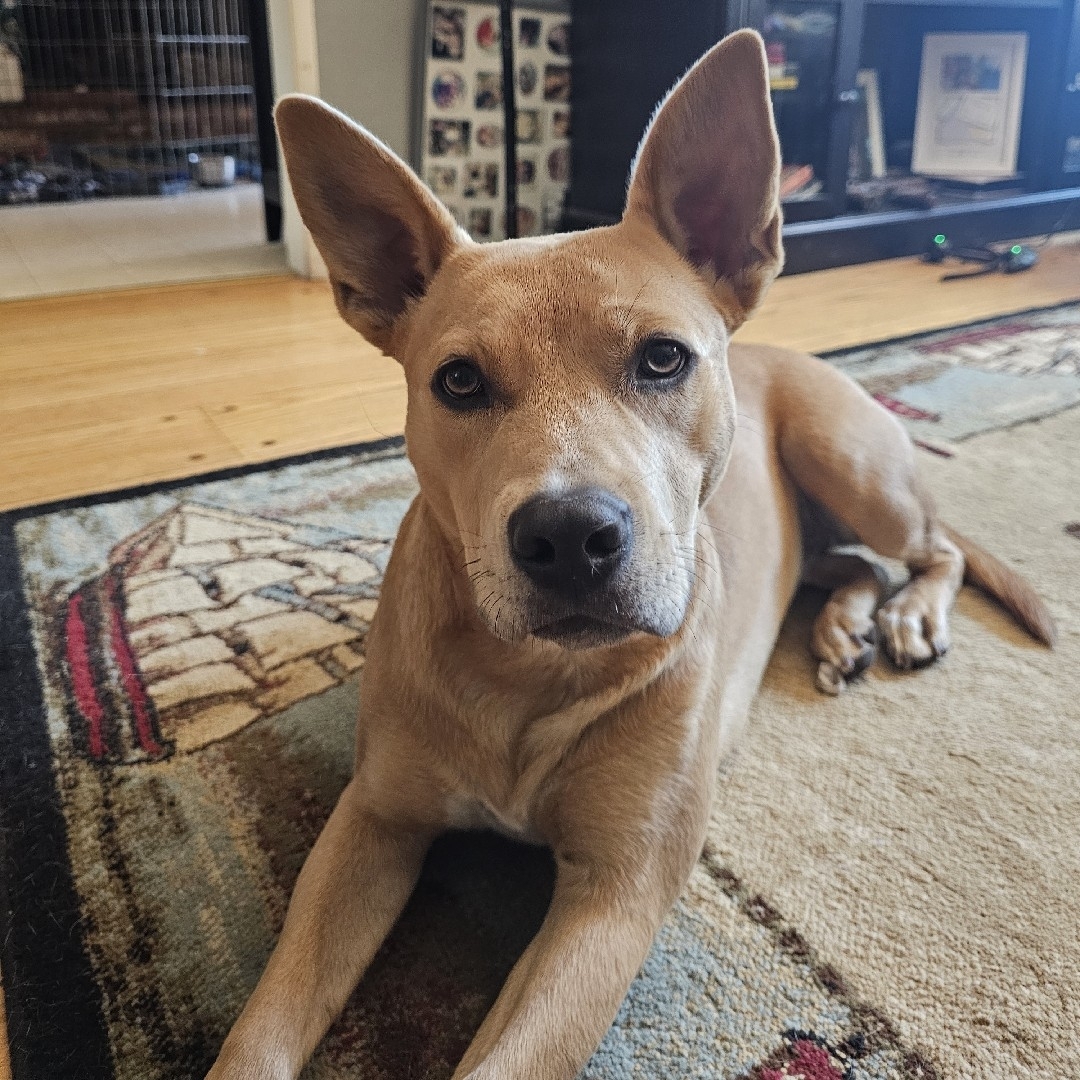 A picture of Daisy Lu, a 2 years old Other Mix dog.