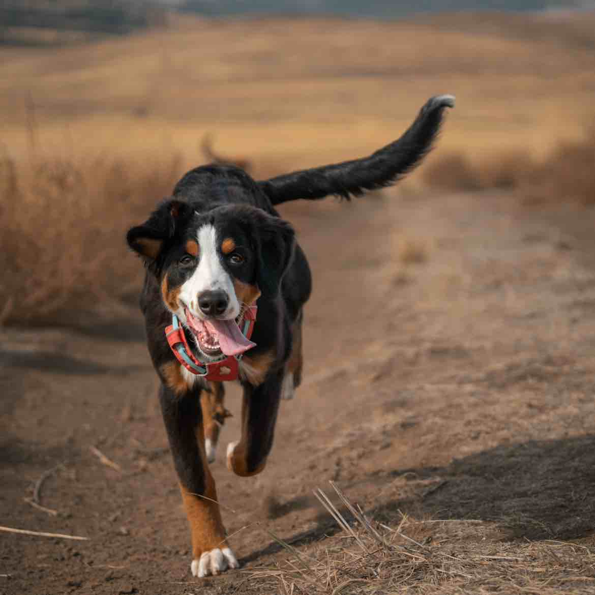 A picture of AyO, a 2 years 3 months old Other Mix dog.