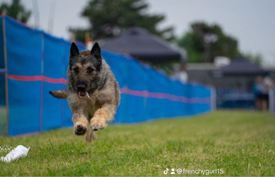 A picture of Ciel, a 7 years 8 months old Belgian Laekenois dog.