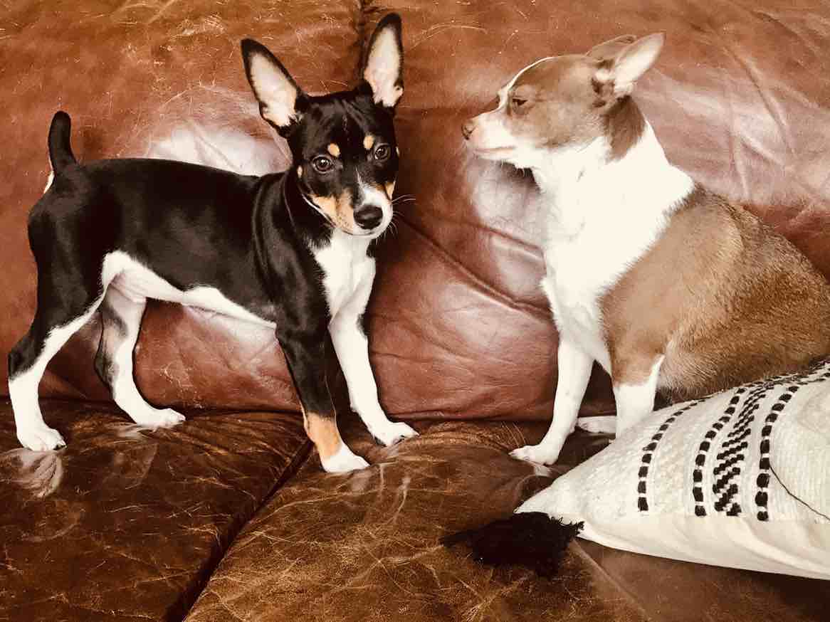 A picture of Mac Dré, a 4 years 8 months old Other dog.