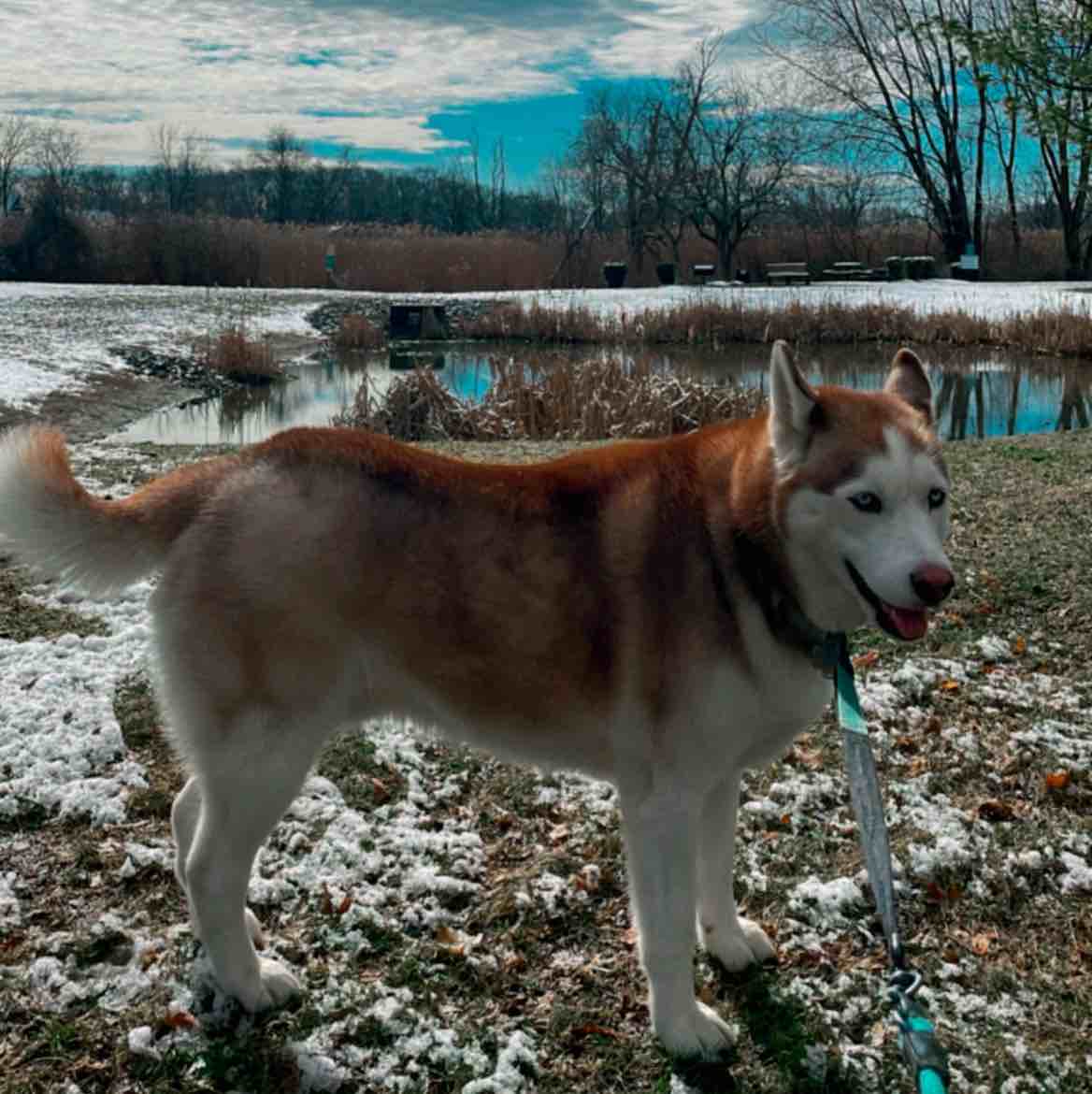 A picture of Sapphire, a 5 years 1 month old Other dog.