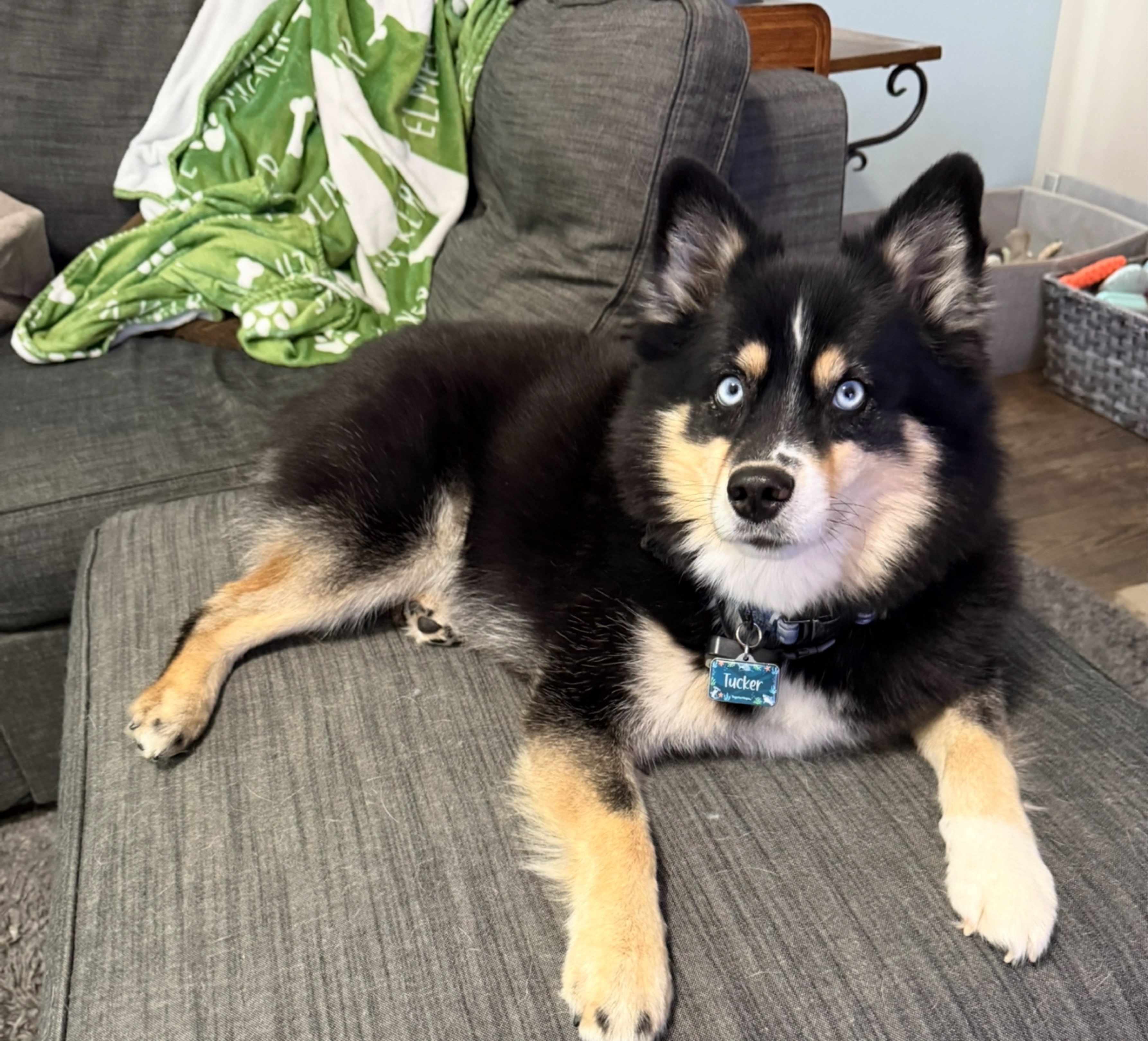A picture of Tucker, a 4 years 10 months old Other dog.