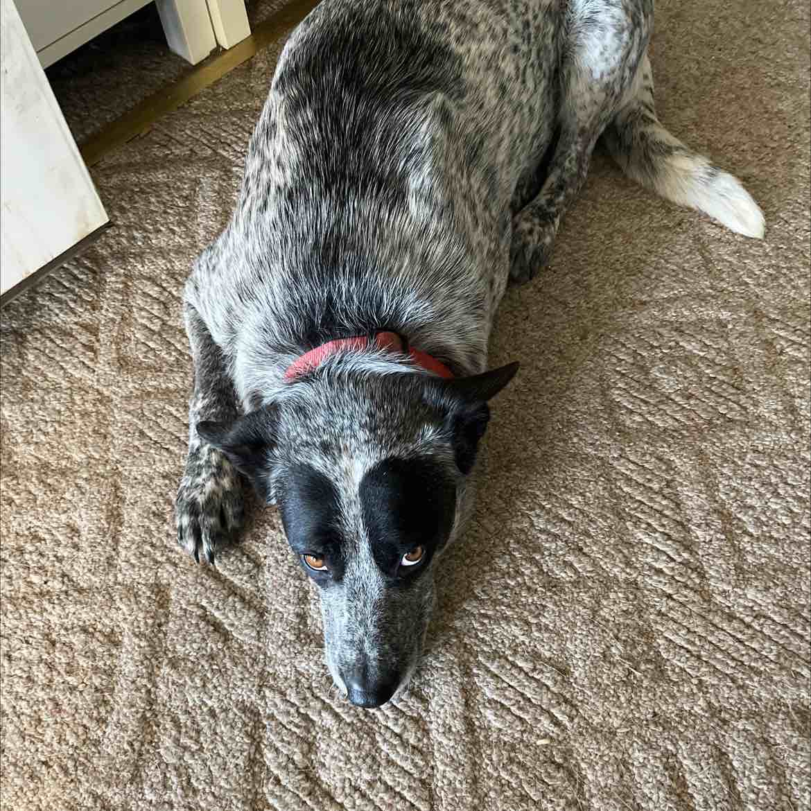 A picture of Uncle Sam, a 5 years 6 months old Other Mix dog.
