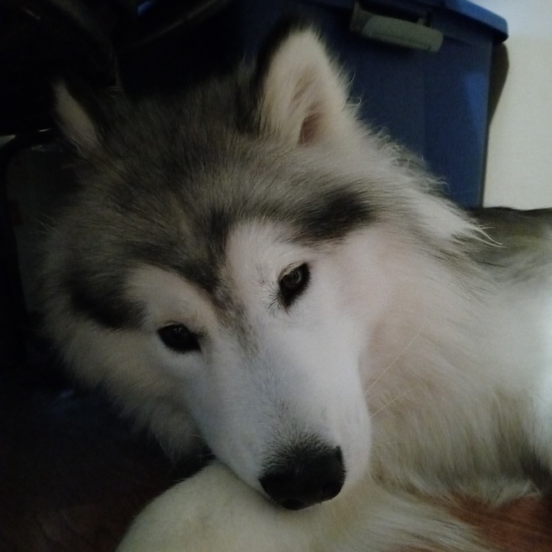 A picture of Kylo Ren, a 5 years 5 months old Other dog.