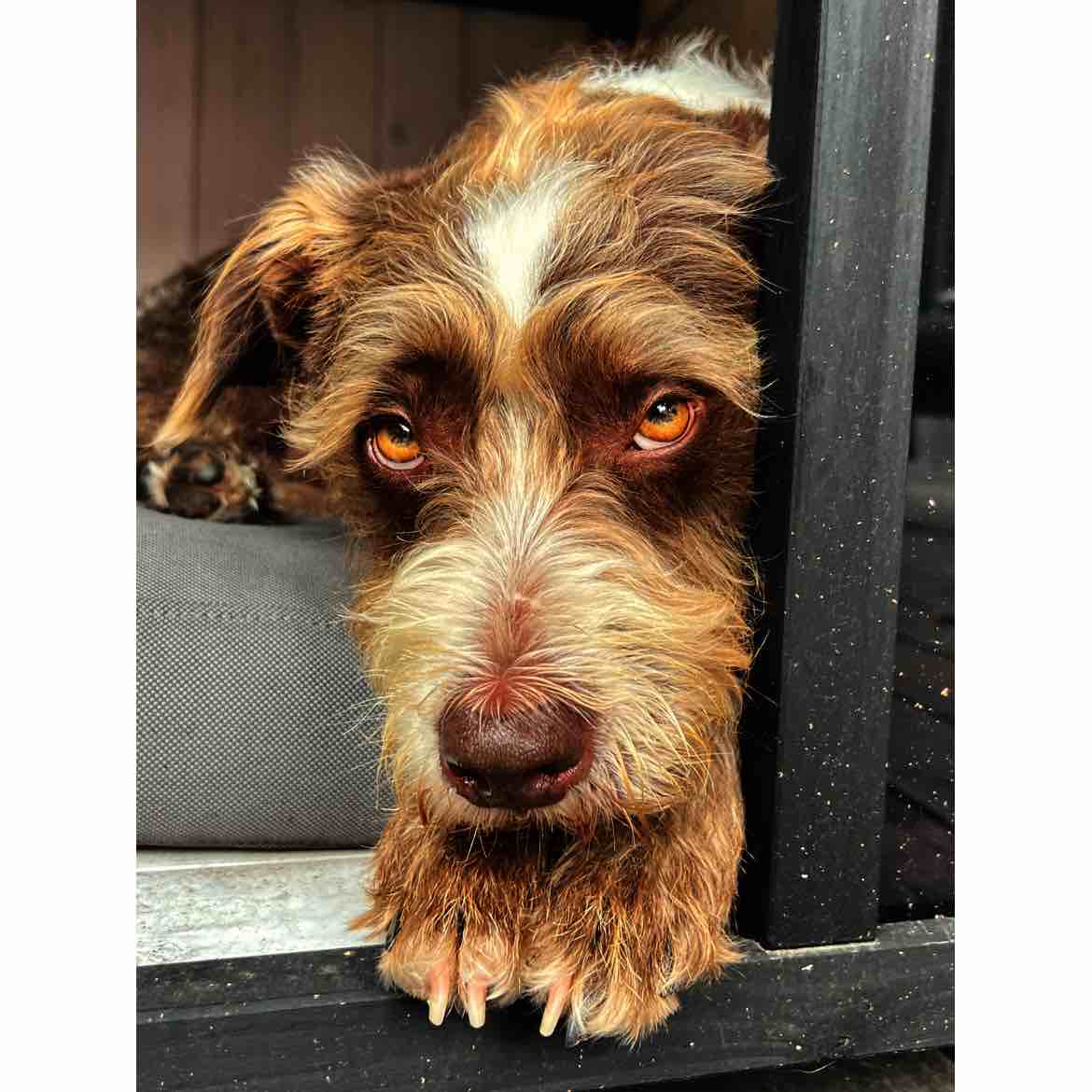 A picture of Jonesy, a 6 years 2 months old Other Mix dog.