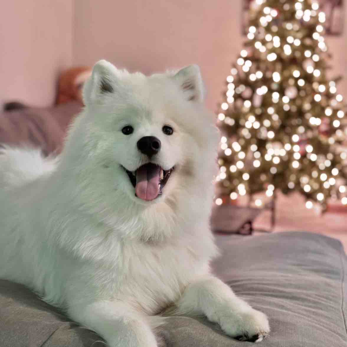 A picture of Appa, a 2 years 4 months old Other dog.