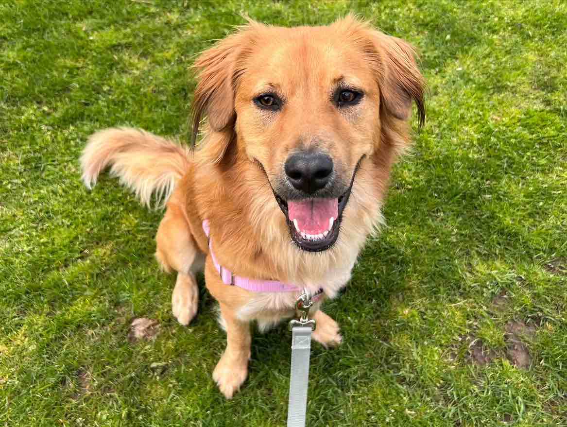A picture of Callie, a 4 years 8 months old German Shepherd Dog Mix dog.