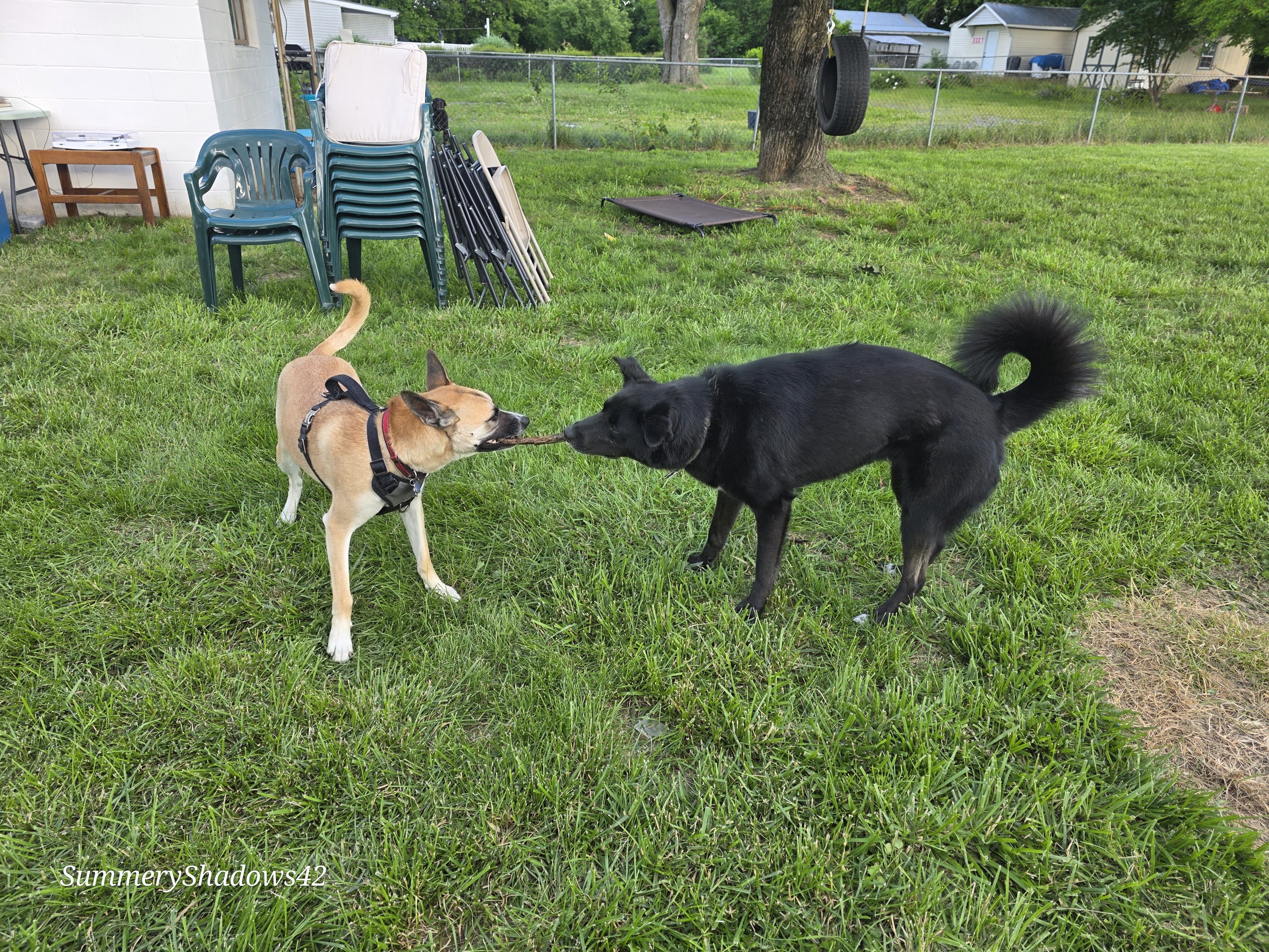 A picture of Nebula , a 2 years 9 months old Other Mix dog.
