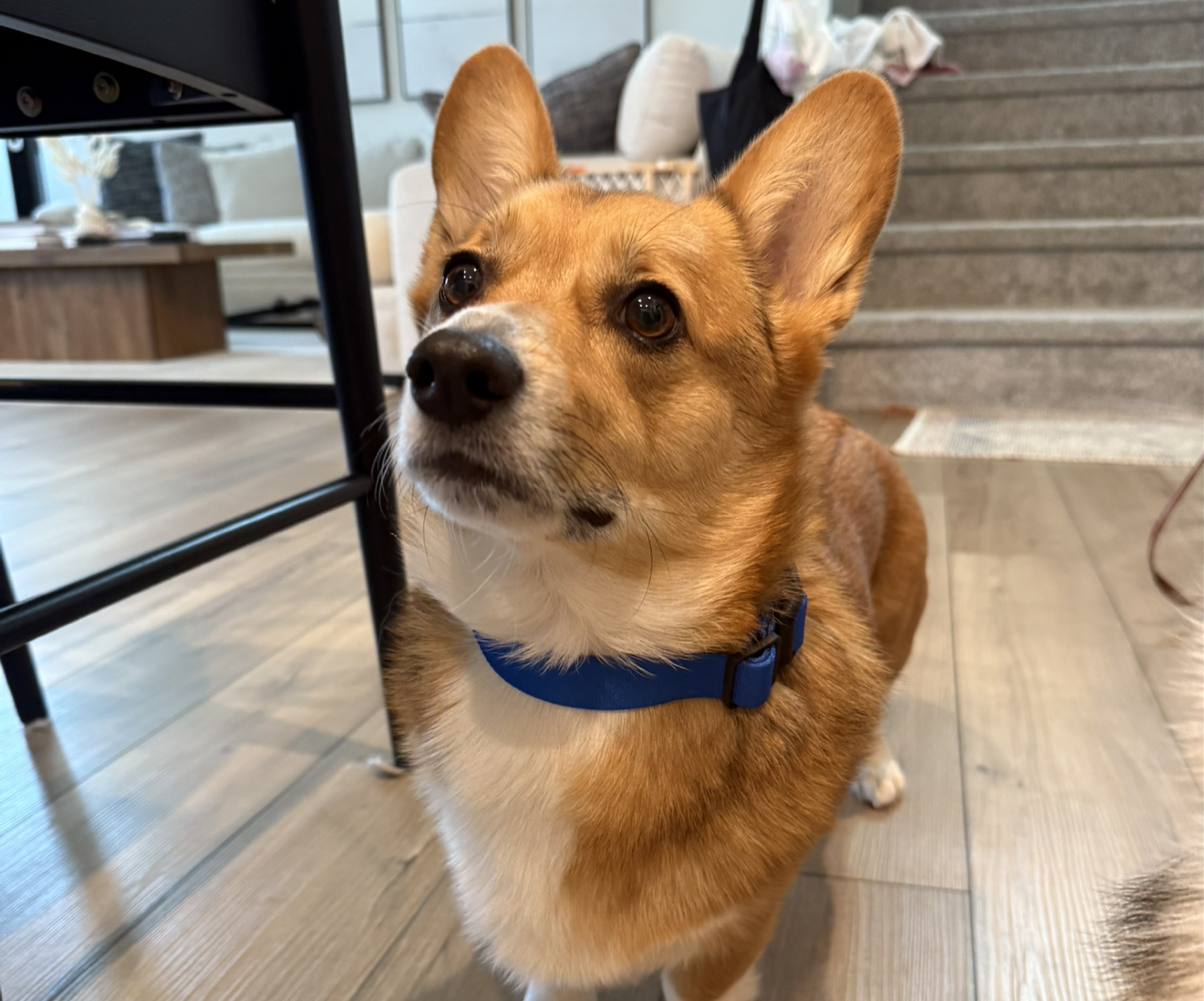 A picture of Remy, a 4 years 3 months old Other dog.