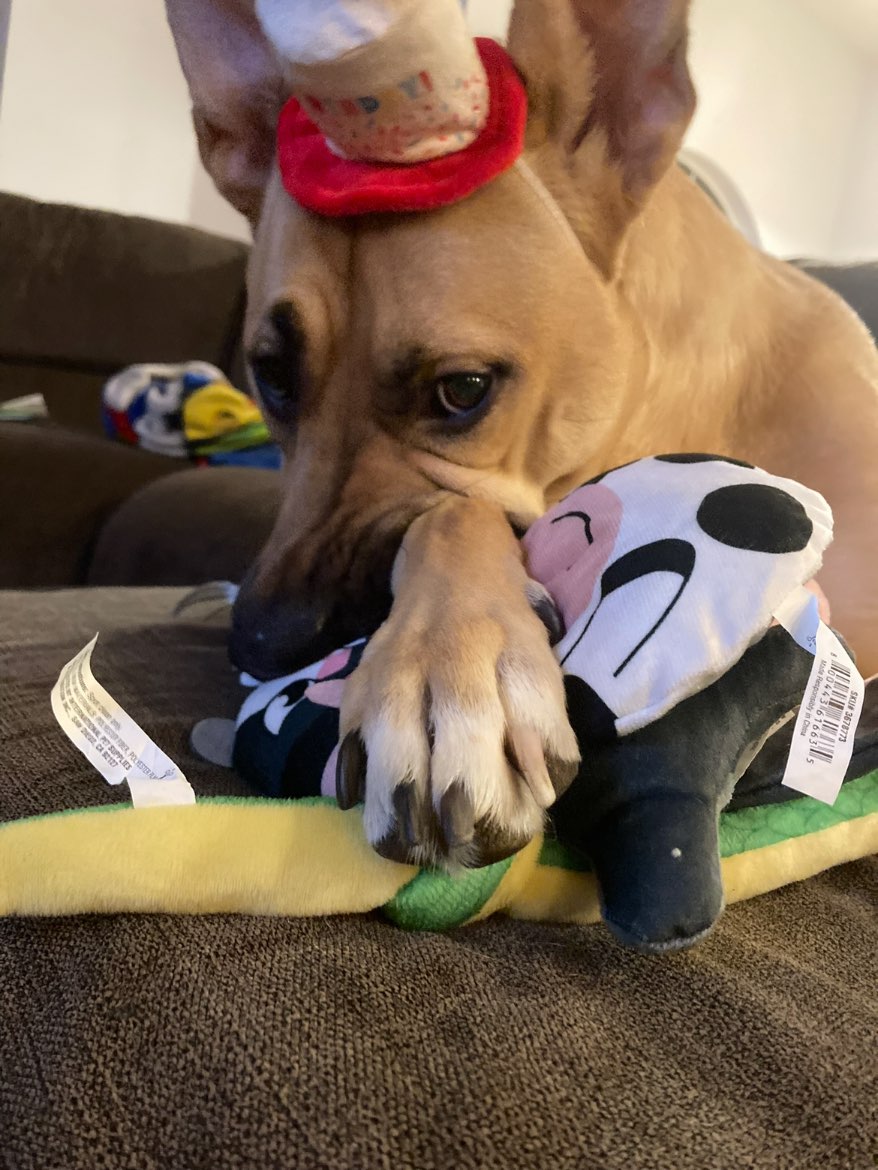 A picture of Tsunade, a 3 years 6 months old Other Mix dog.
