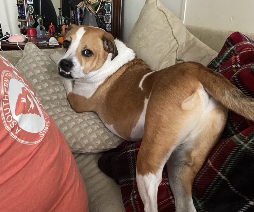 A picture of Dude, a 5 years 3 months old Other dog.