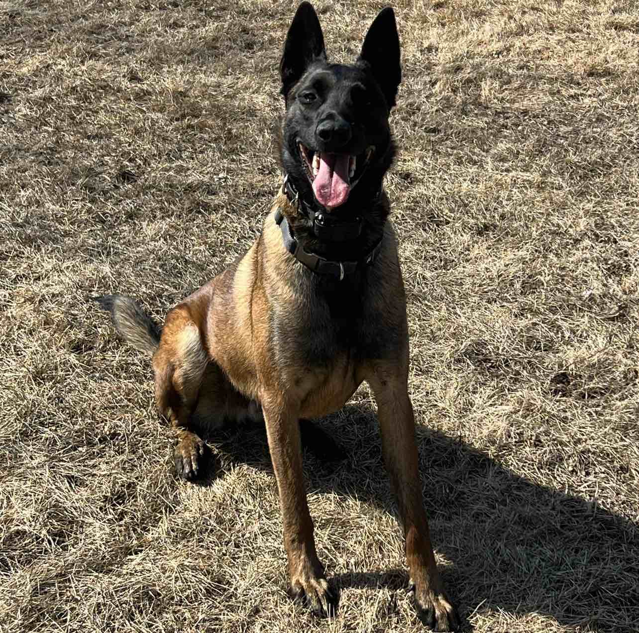 A picture of Rocky, a 3 years 2 months old Other dog.