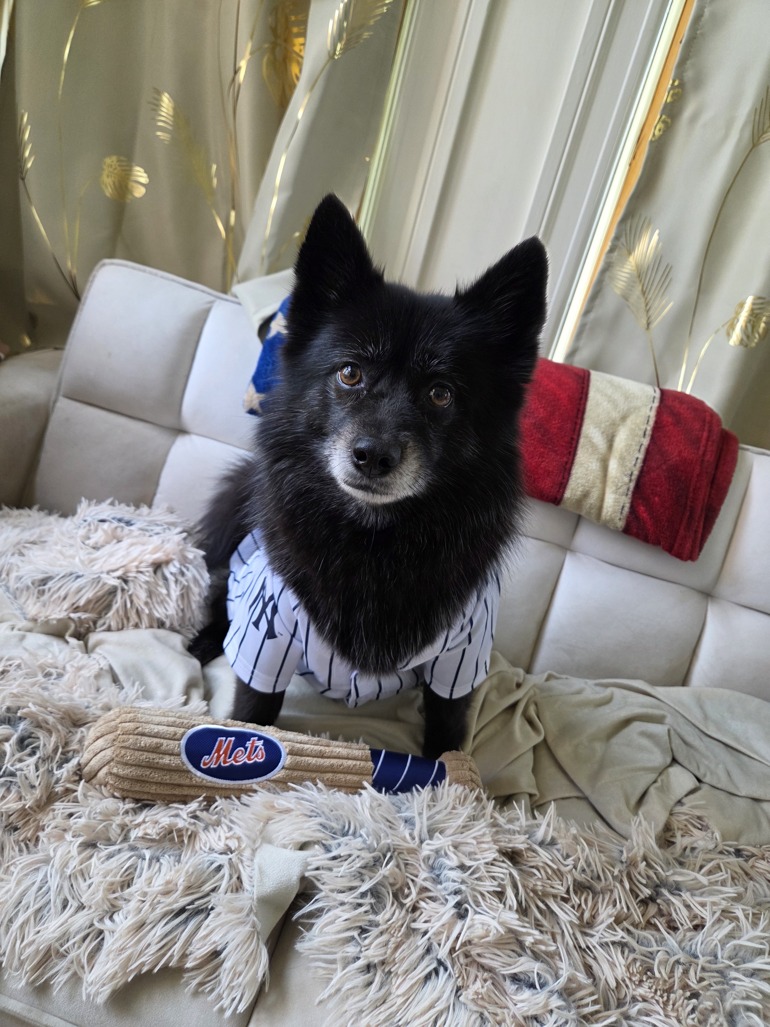 A picture of Banda, a 7 years 4 months old Other Mix dog.