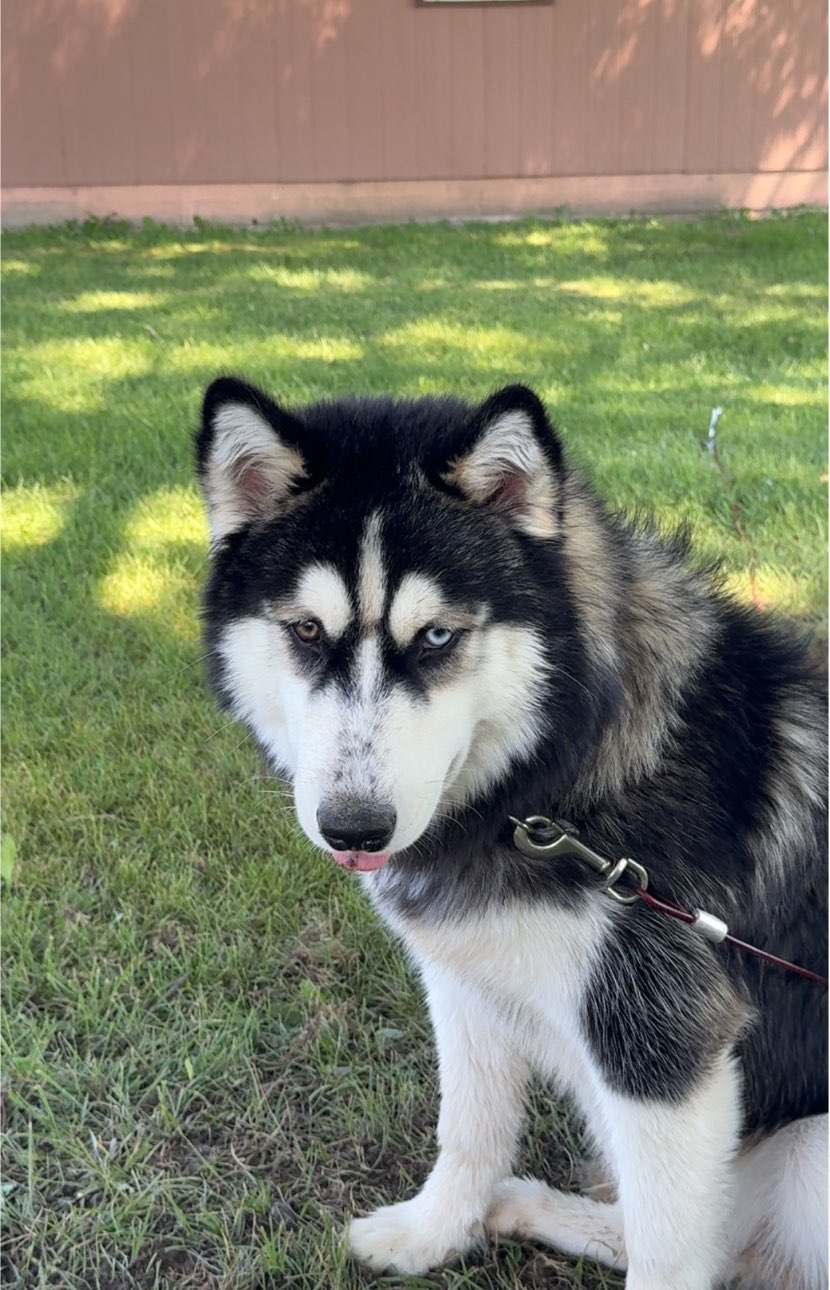 A picture of Shadow, a 7 months old Other dog.