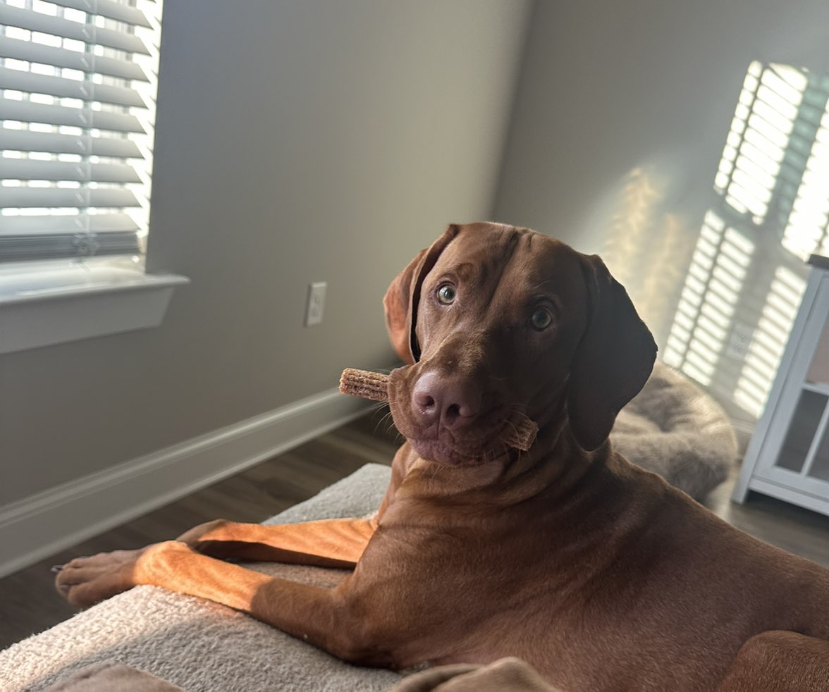 A picture of Whiskey, a 9 months old Other dog.