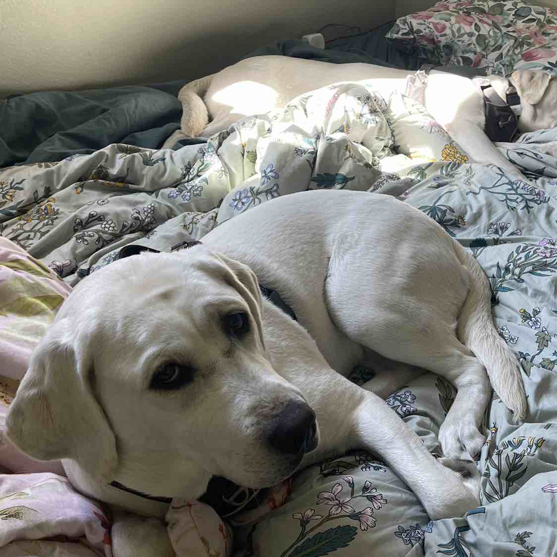 A picture of Luz, a 3 years 8 months old Other dog.