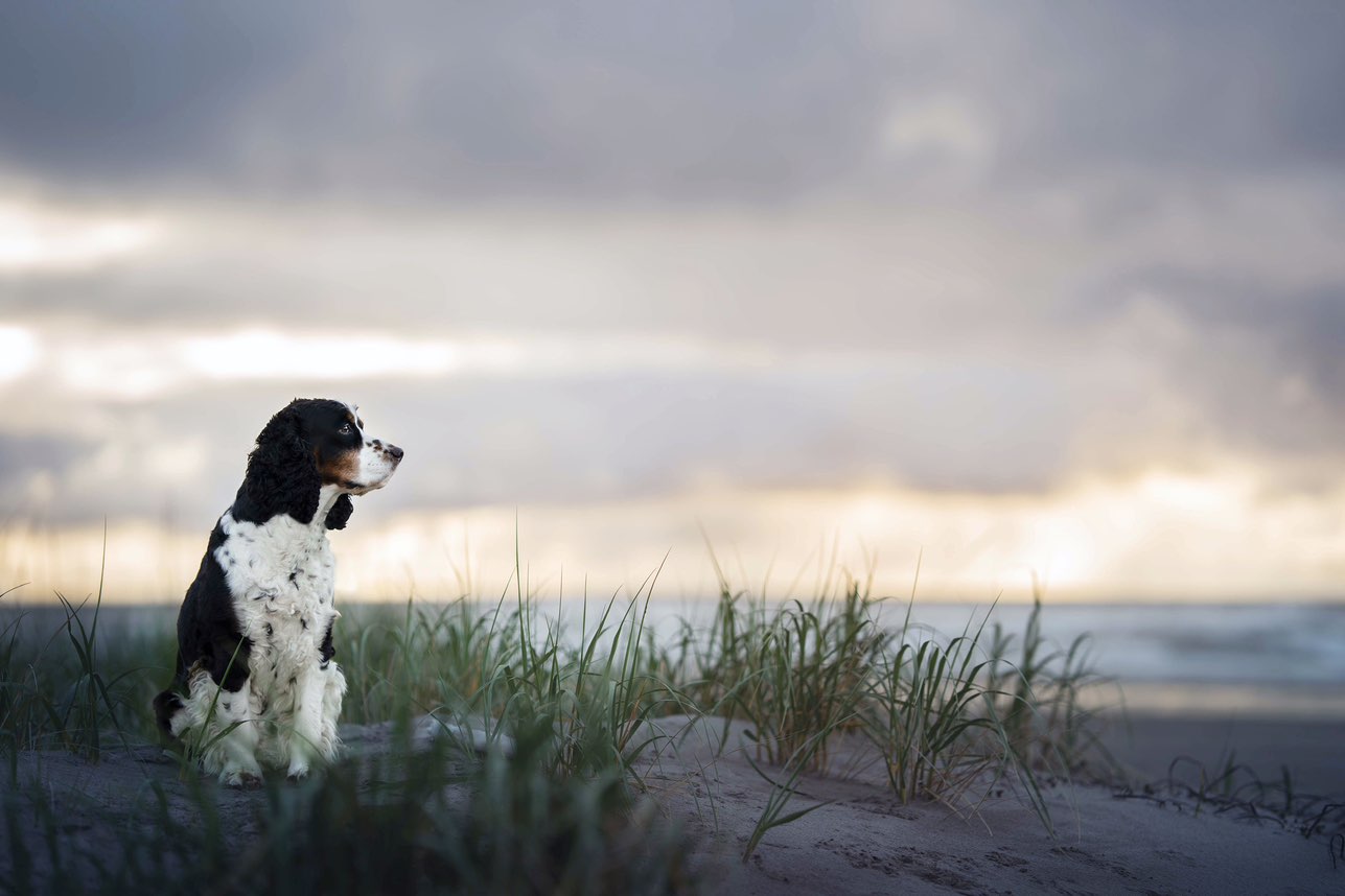 A picture of Silo, a 9 years 5 months old Other dog.