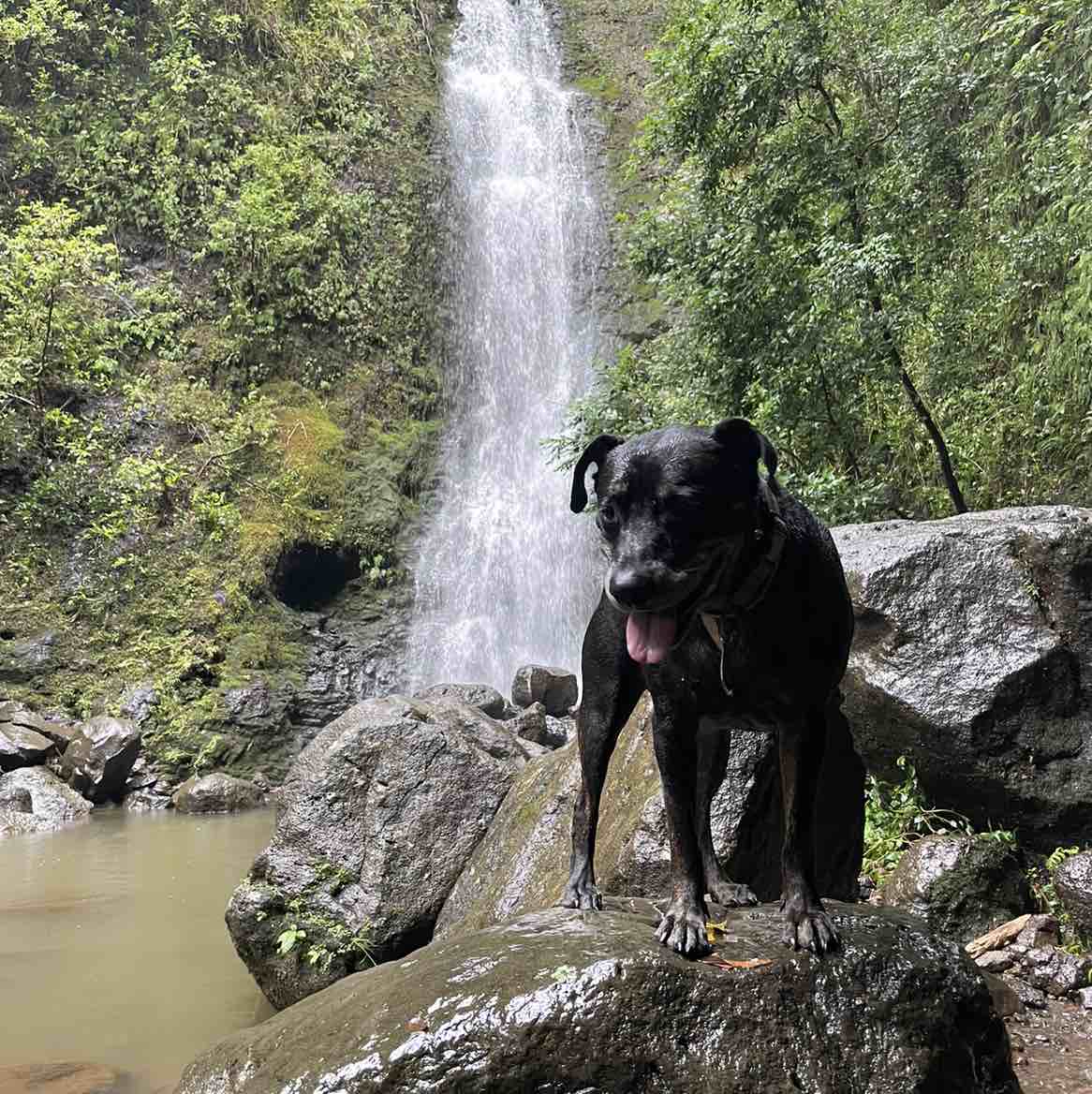 A picture of Luke, a 12 years 4 months old Other Mix dog.