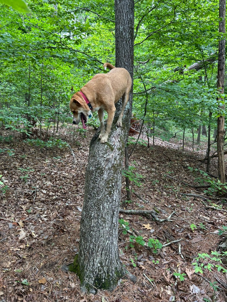 A picture of Sally Gelato Jones Pickles McGee, a 4 years 3 months old Labrador Retriever Mix dog.