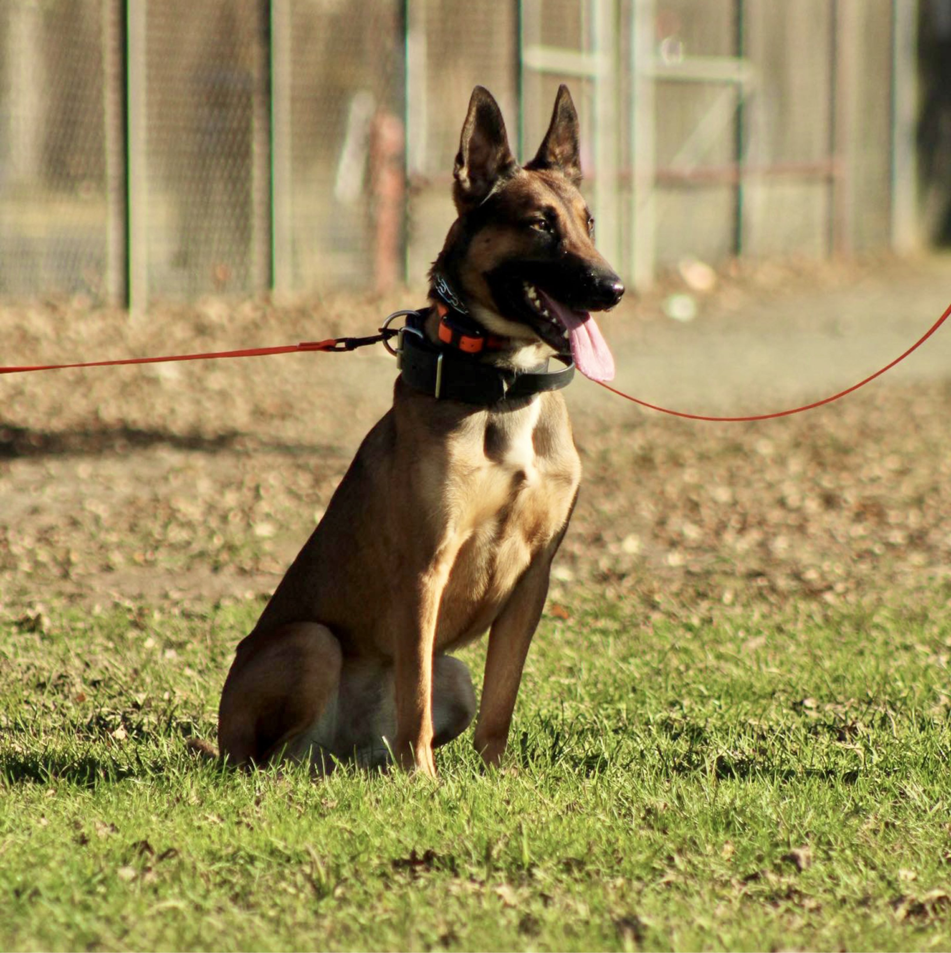 A picture of Kratos, a 3 years 7 months old Other dog.