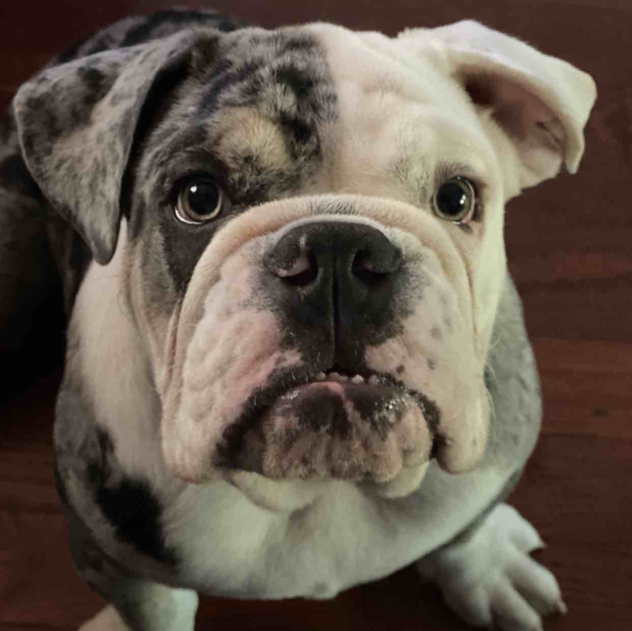 Barkley | Fi Smart Dog Collar