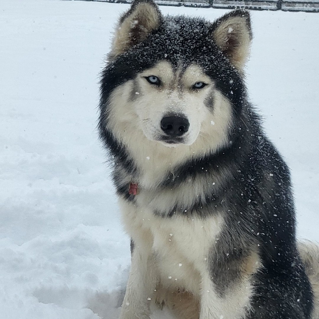 A picture of Bojack, a 6 years old Other dog.