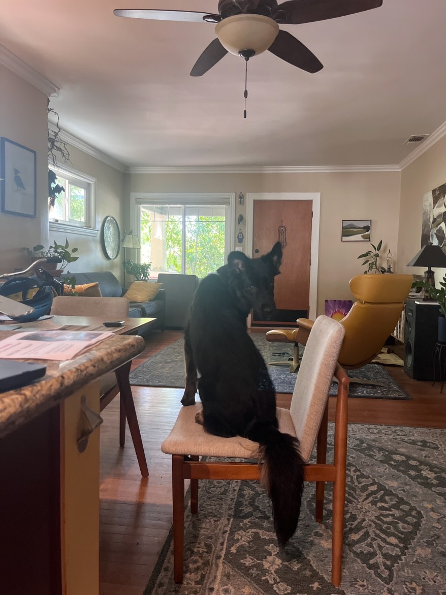 A picture of Phoebe, a 1 year old Other Mix dog.
