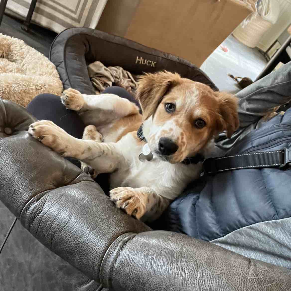A picture of Piper, a 2 years 9 months old Other Mix dog.