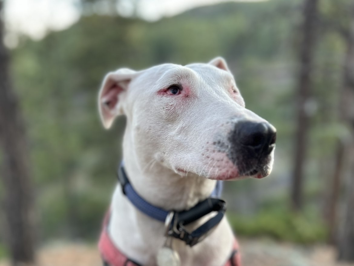 A picture of Opal, a 3 years 2 months old Other Mix dog.