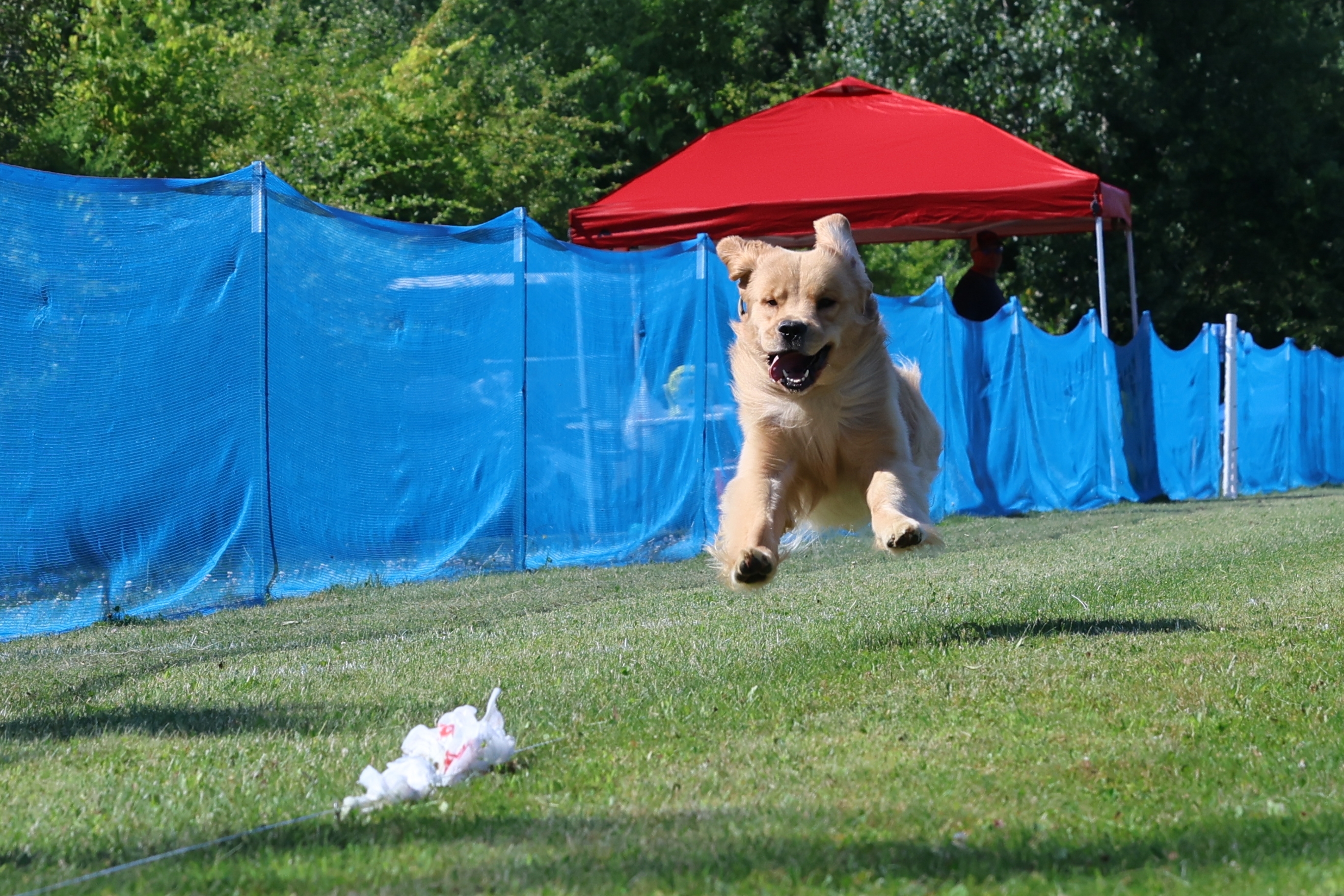 A picture of Gozer The Gozarian (The Destructor), a 2 years 10 months old Other dog.