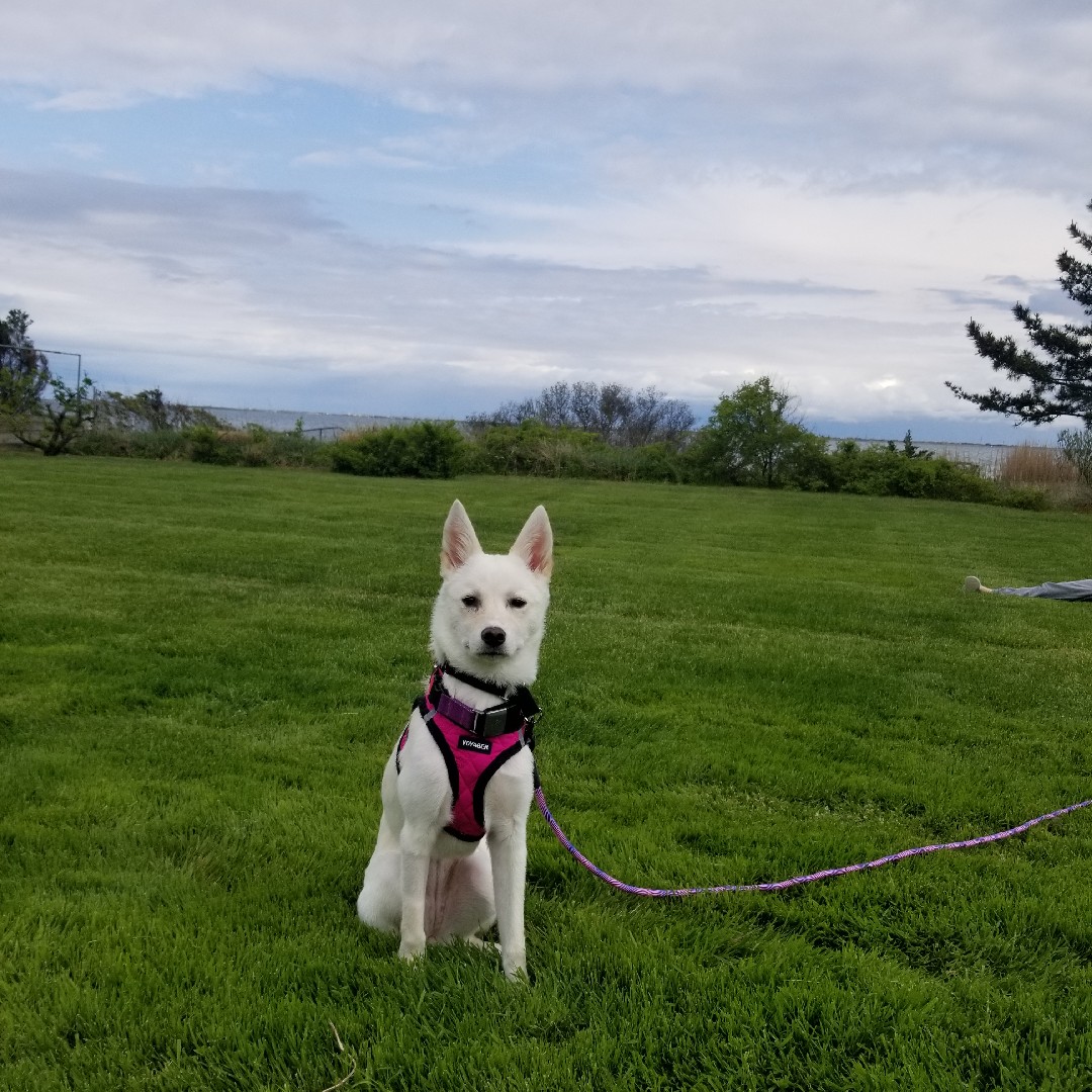 A picture of Toki, a 4 years 9 months old Other dog.