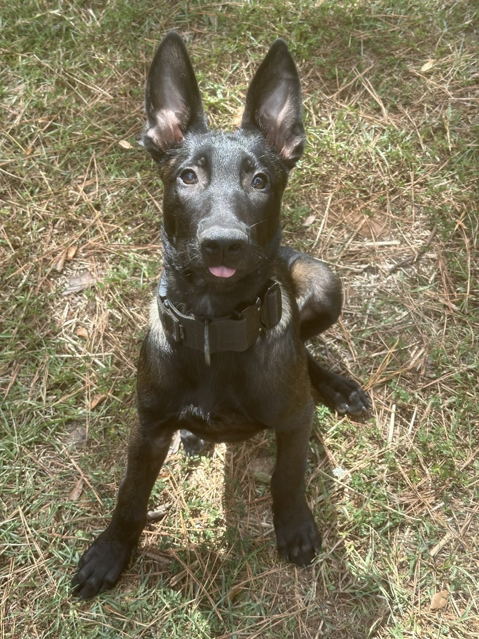A picture of Reptar, a 1 year 2 months old Other dog.
