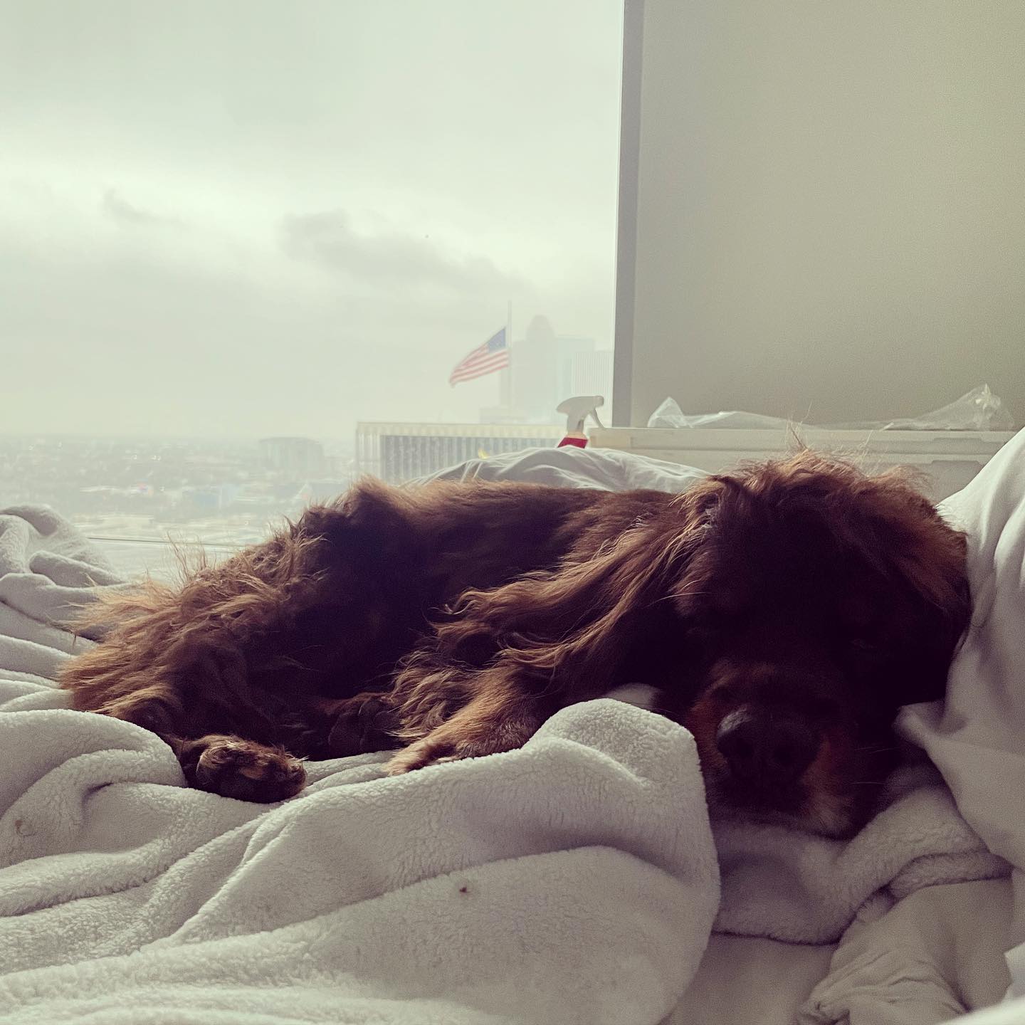 A picture of Snoop, a 10 years 11 months old Other dog.