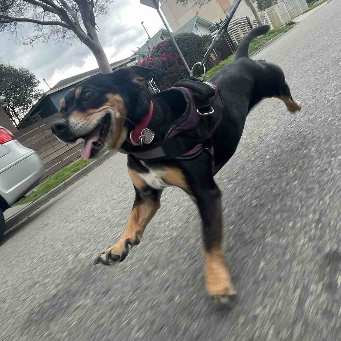 A picture of Rema, a 10 years old Other Mix dog.