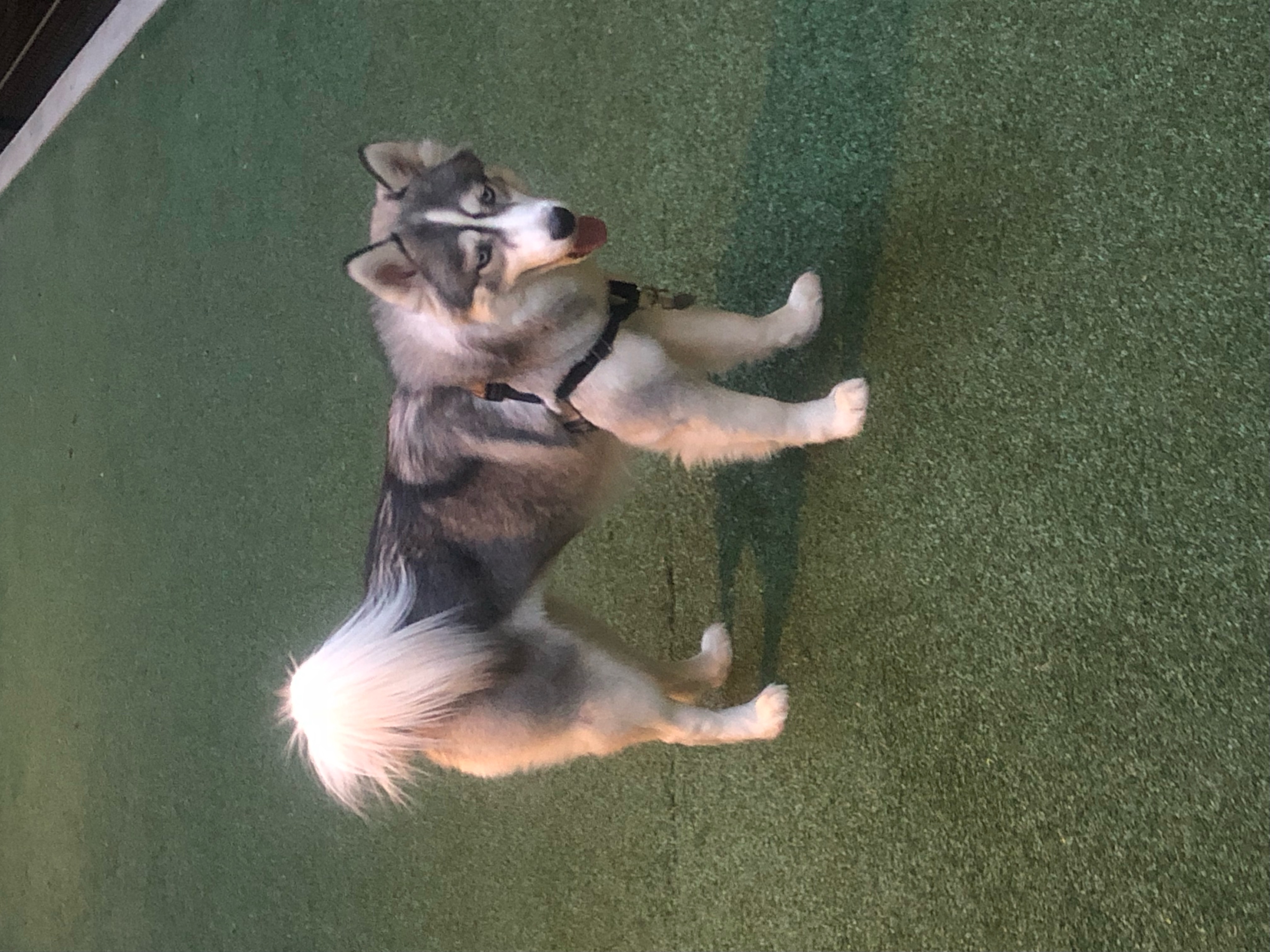 A picture of Zarra, a 3 years 9 months old Other dog.