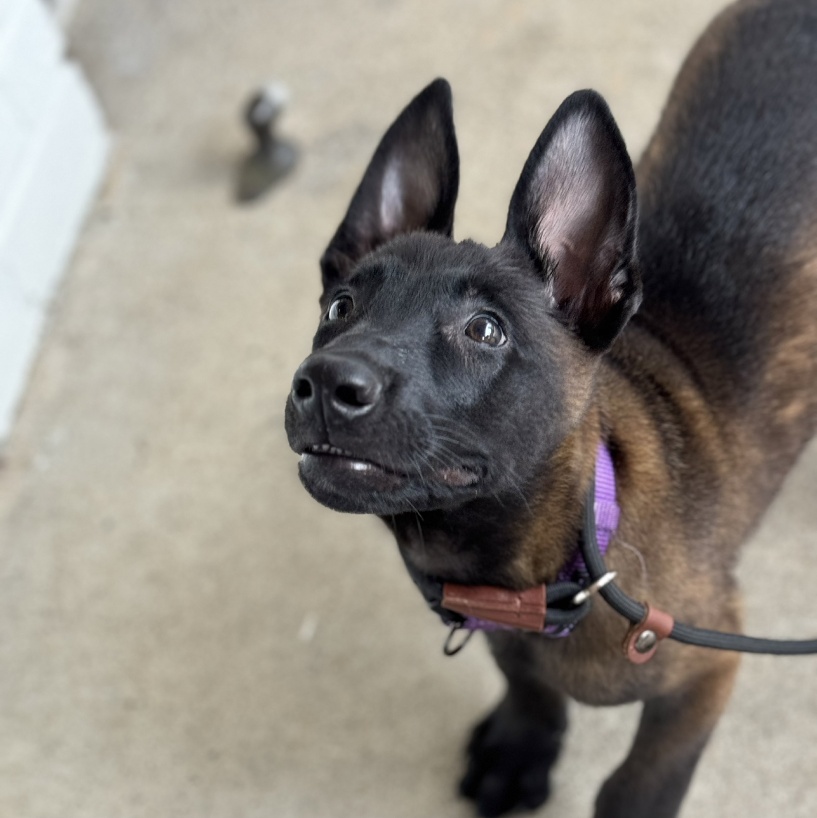 A picture of Reptar, a 1 year 2 months old Other dog.