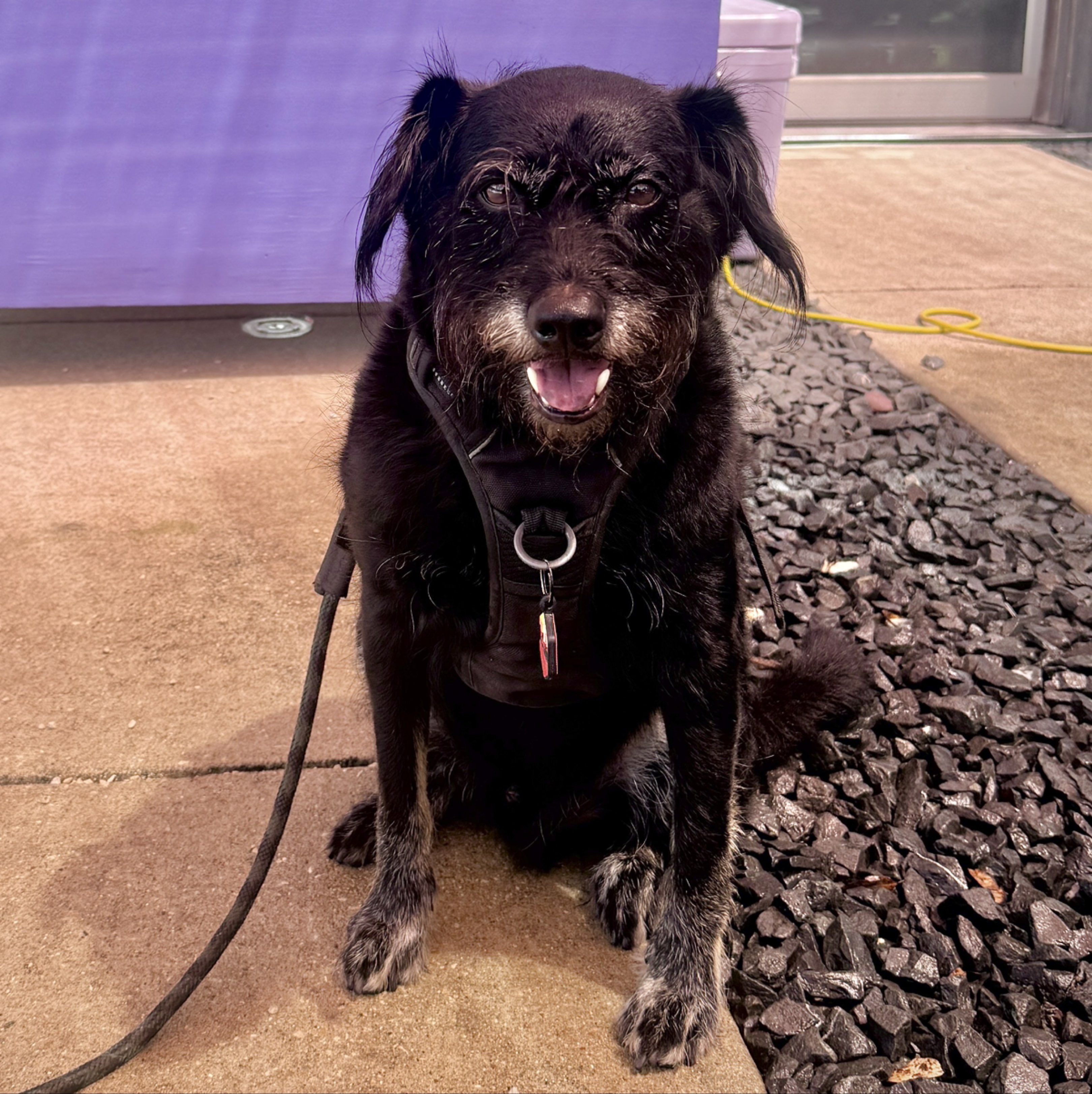 A picture of Noodles, a 8 years old Other Mix dog.