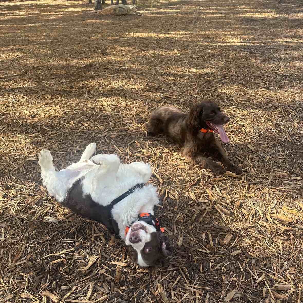 A picture of Oski Bear, a 5 years 7 months old Other dog.