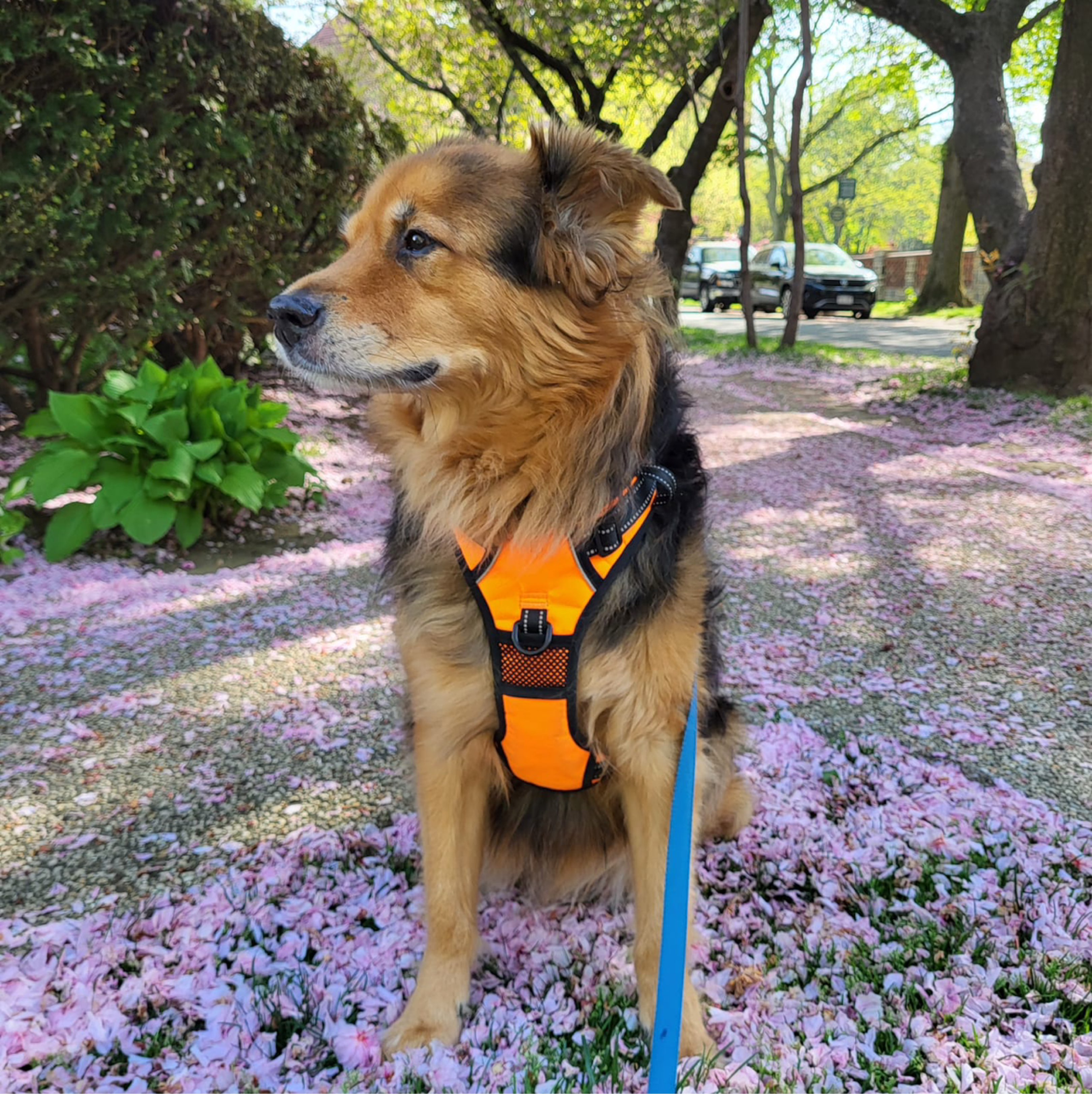 A picture of Pobi, a 10 months old Other Mix dog.