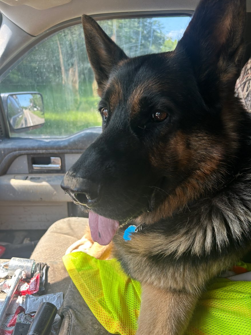 A picture of Neko, a 5 years 9 months old Other dog.
