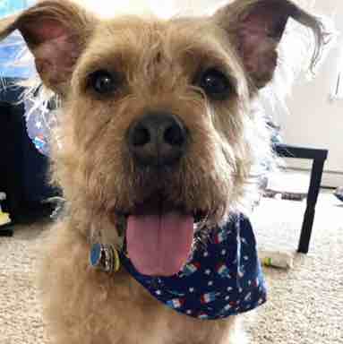A picture of Pita, a 8 years 8 months old Other Mix dog.