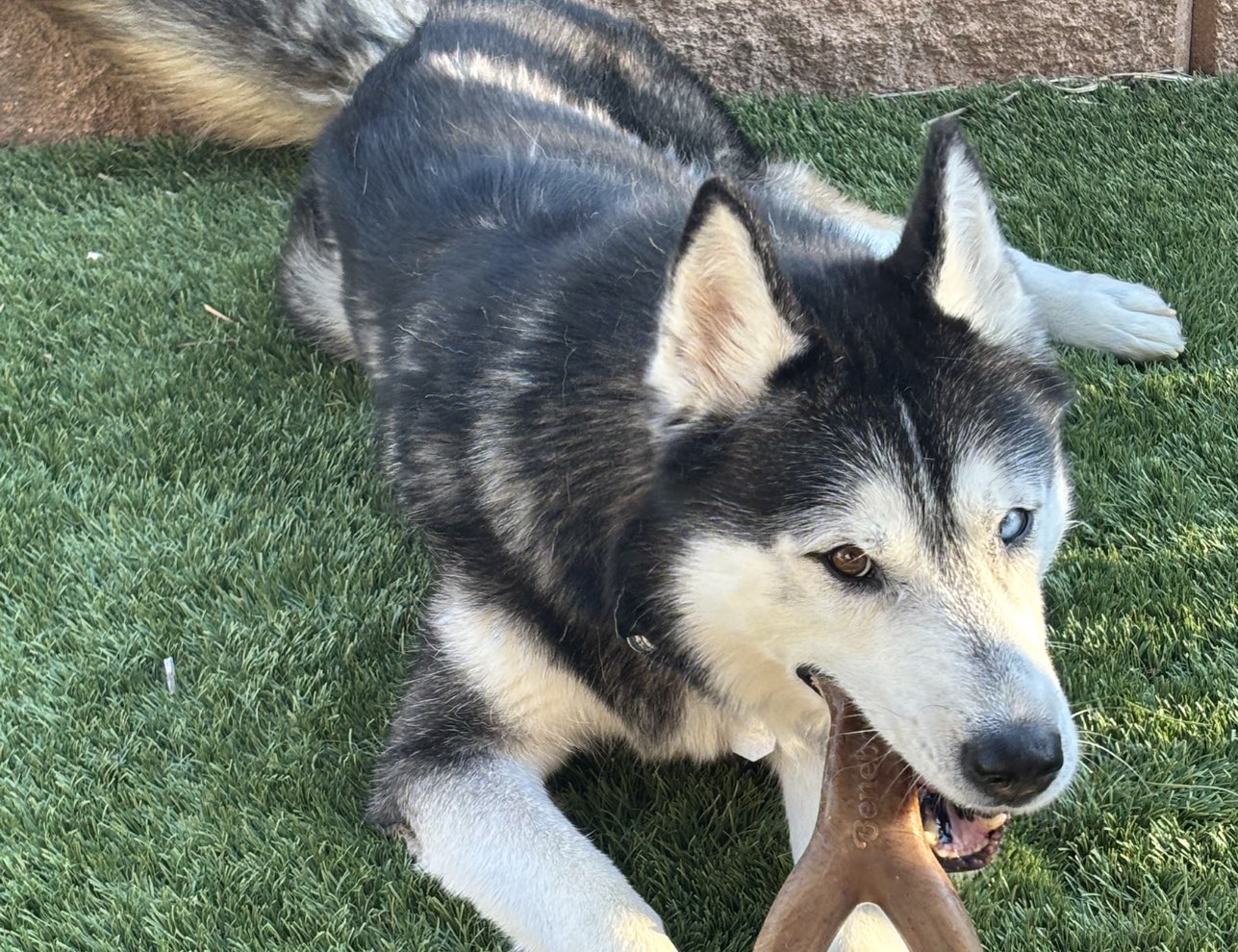 A picture of Blu, a 8 years 4 months old Other dog.
