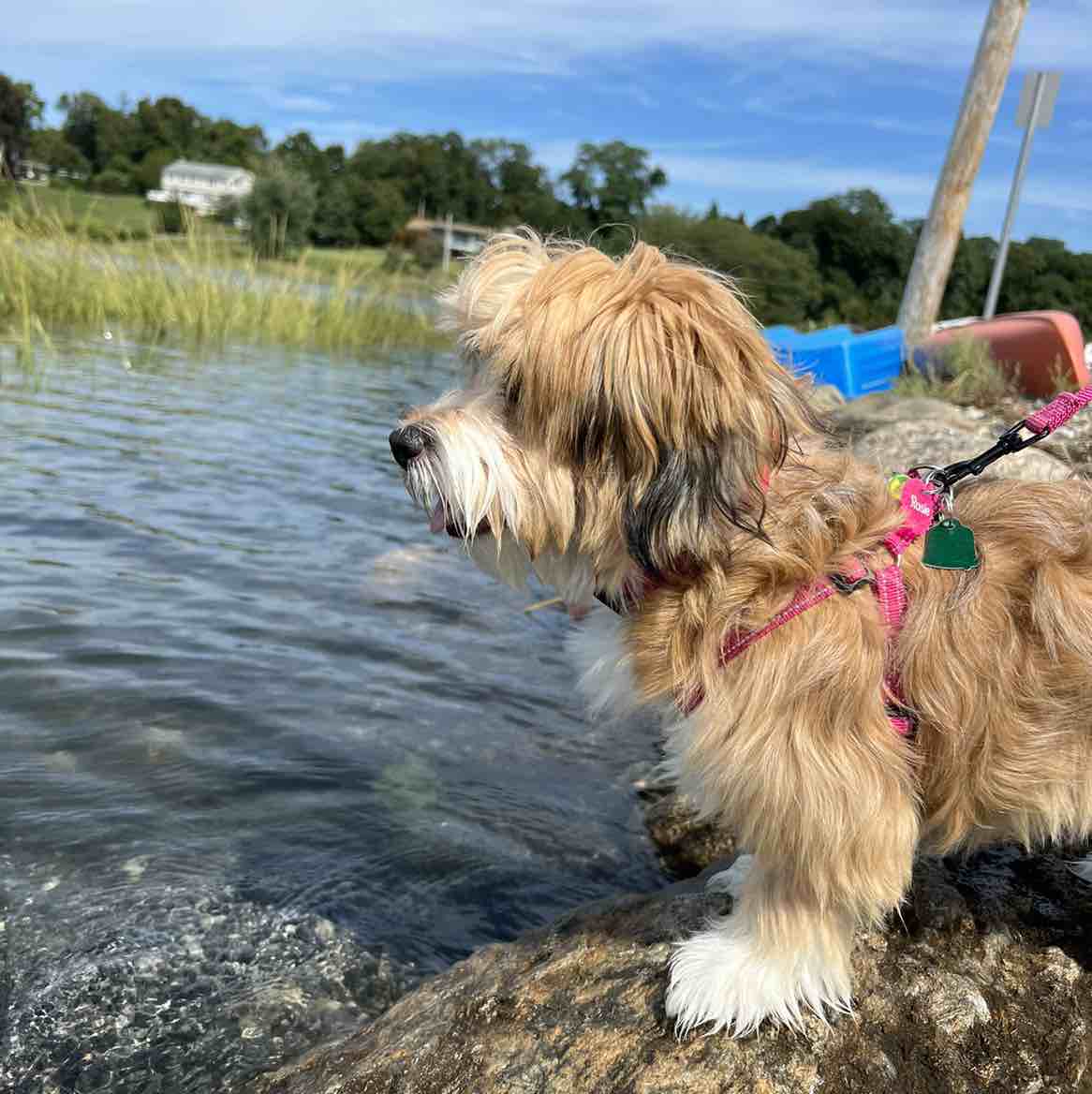 A picture of Rosie, a 2 years 5 months old Other dog.