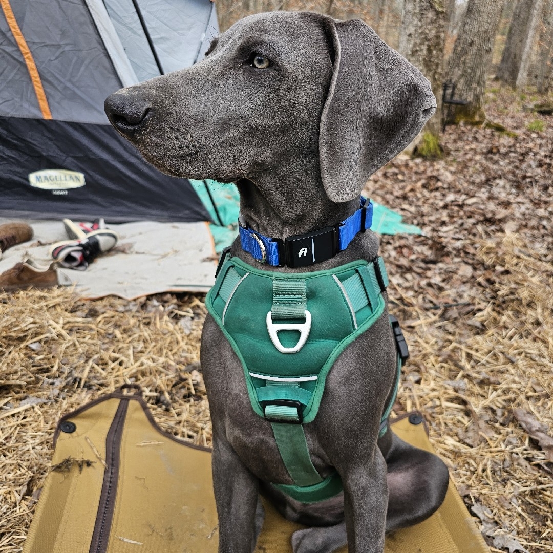 A picture of Cerberus Buford Tookie Sallee, a 1 year 10 months old Other dog.