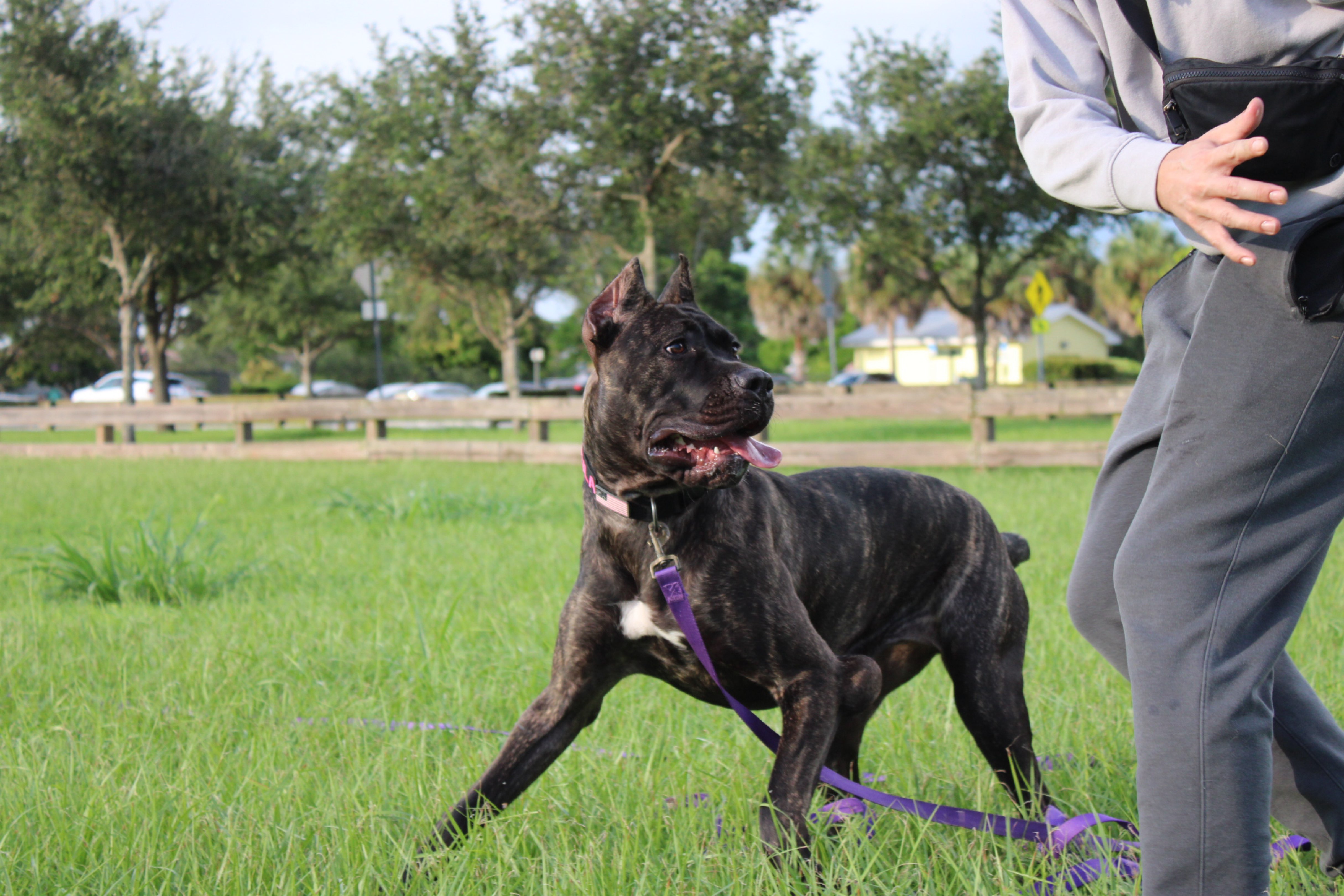 A picture of Azula 🦇, a 10 months old Other dog.