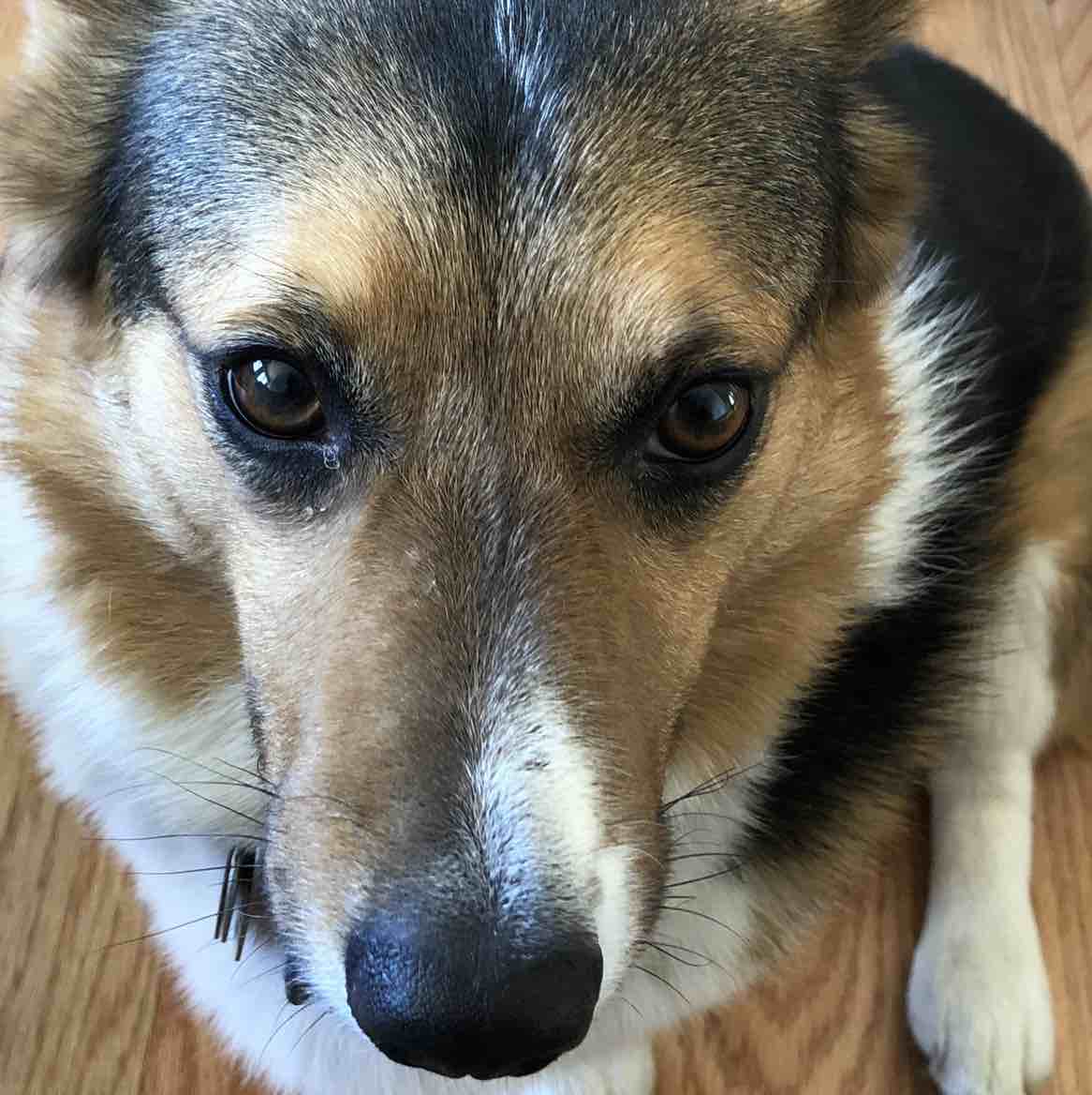 A picture of Ernest T, a 11 years 4 months old Other dog.