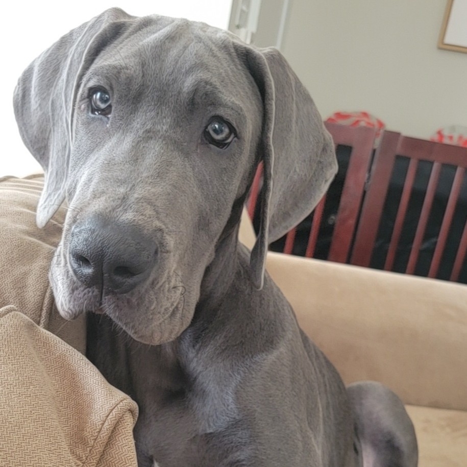 A picture of Sly, a 3 years 4 months old Other dog.